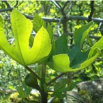 Greens Fragrance Family Image