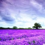Aromatic Fragrance Family Image