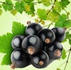 Black Currant Note Image