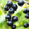Cassis Note Image