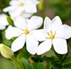 Gardenia Note Image