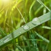 Green Notes Note Image