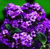 Heliotrope Note Image