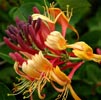 Honeysuckle Note Image