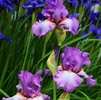 Iris Note Image