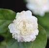 Jasmine Sambac Note Image