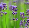 Lavender Note Image