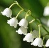 Lily of the Valley Note Image