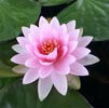 Lotus Note Image