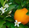 Neroli Note Image