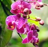 Orchid Note Image