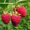 Raspberry Note Image