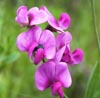Sweet Pea Note Image