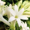 Tuberose Note Image