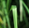 Vetiver Note Image