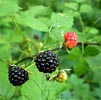 Wild Berries Note Image