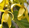 Ylang Ylang Note Image