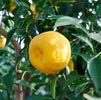 Yuzu Note Image